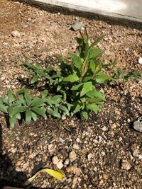 コデマリを植えて花も終わって新しい芽が出てきたのですが 葉っぱがコデマリっぽ Yahoo 知恵袋
