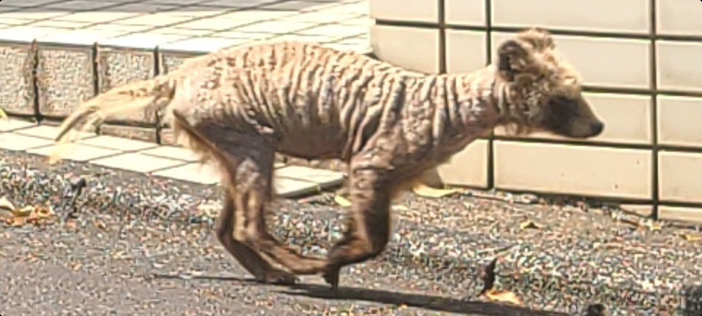 フクロウの飛行速度は何キロくらいですか フクロウの飛行速度は 種類にも Yahoo 知恵袋