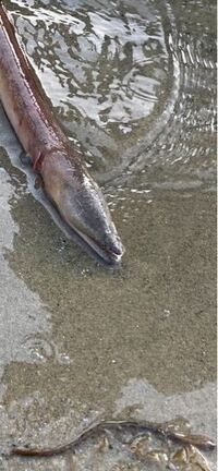 魚突き釣具屋で潮干狩り用に三又の竹ヤス ゴム付き を買ったのですが潮干狩 Yahoo 知恵袋