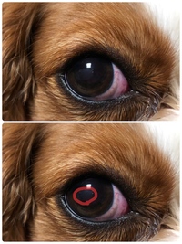 犬の目にうっすらと白いものがあります 小型犬2歳の両目に写真 Yahoo 知恵袋