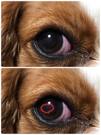 犬の目にうっすらと白いものがあります 小型犬2歳の両目に写真 Yahoo 知恵袋