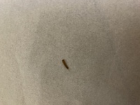 家の中にいた虫について 茶色くて細長くしっぽの部分に毛が生えて Yahoo 知恵袋