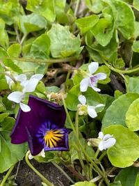 雑草に混じって咲いていた白いスミレなのですが 名前わかる方いますか 花 Yahoo 知恵袋