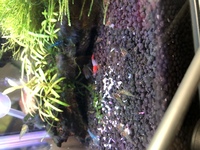 エビを飼ってるんですが生まれてもこのようなミナミヌマエビぽいのばかり増えるの Yahoo 知恵袋