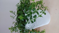 昨年 夏くらいにikeaで購入したパキラの元気がなくなってきました 観葉植物 Yahoo 知恵袋