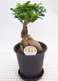 ガジュマルについて これはパンダガジュマルですか Yahoo 知恵袋
