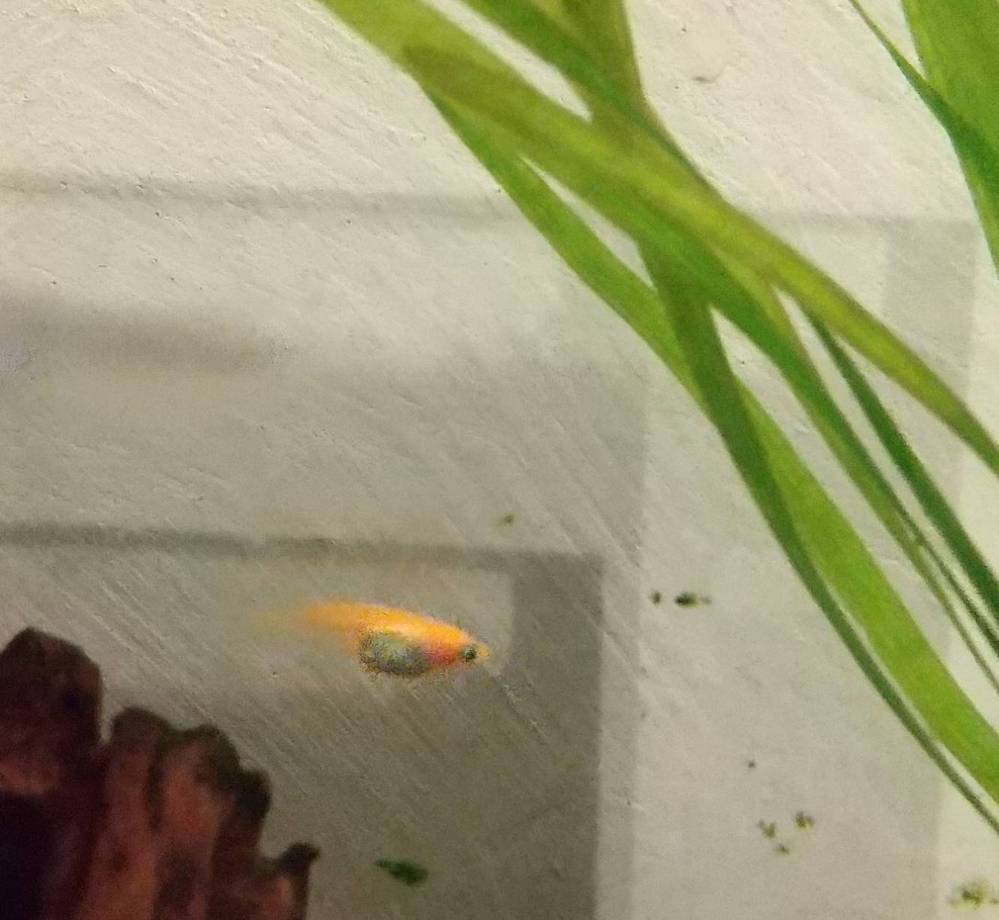 写真のメダカですが太っているように見えるのですが これは過抱卵なのでしょうか Yahoo 知恵袋