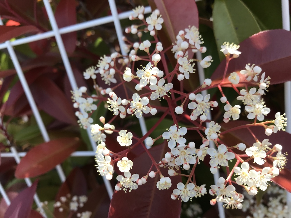 この木の花名前教えて下さい カナメモチのように思います Yahoo 知恵袋