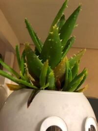 部屋でアロエを育てているんですが 最近枯れ始めました何が原因でしょうか対 Yahoo 知恵袋