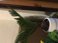 ソテツ 蘇鉄 を知人にいただいたのですが 葉や茎が有毒な事を知らず Yahoo 知恵袋