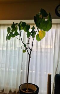 10年近く一緒に暮らしているウンベラータです 今まで適当に枝 Yahoo 知恵袋