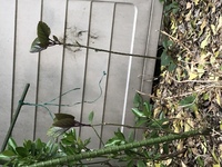 自宅の庭に今年こんな植物が出ていました 根っこが太く 引っ張っても簡単には抜 Yahoo 知恵袋