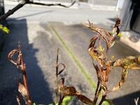 金木犀の葉先だけに虫 病気 で枯れて来ました 去年も同じよう Yahoo 知恵袋