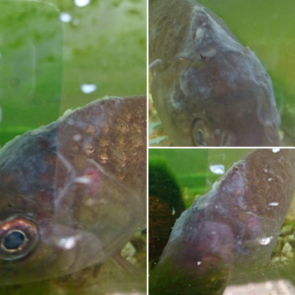 メダカの購入先 営業妨害するつもりは全く無いのですが メ Yahoo 知恵袋