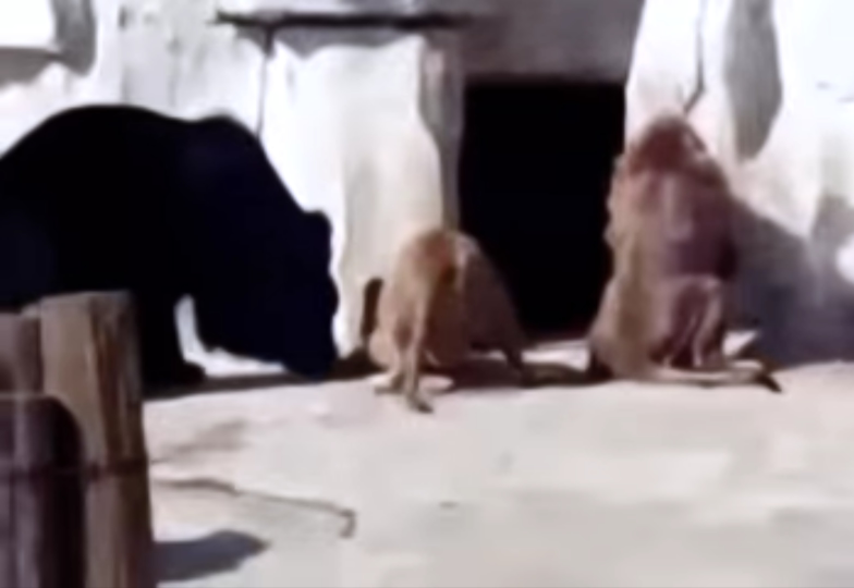 ヒグマとライオンは仲良しですか 個体次第でしょう Yahoo 知恵袋