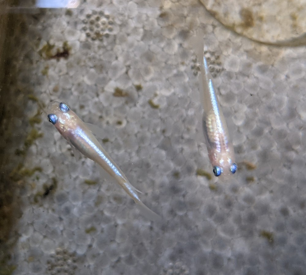 ナマズがたまにこういう姿勢でいるんですが病気ですかね 特に問題な Yahoo 知恵袋