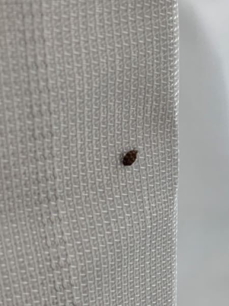 この虫はなんの虫でしょう？大きさは3〜5mm程度です。 家にポツポツといるので対策をしたいです。 よろしくお願いします。