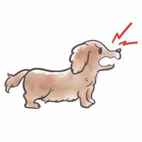 犬の無駄吠えについてとても要求吠えがすごくゲージに入れてすぐは泣き止む Yahoo 知恵袋