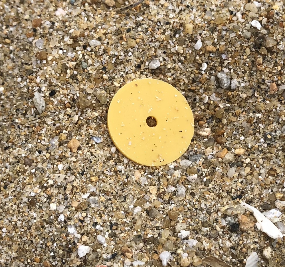 海に行くと 砂浜に写真のように小さくて丸くて 中央に丸い穴が空いた Yahoo 知恵袋