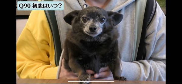 坂上忍さんのYouTubeに出ていた、坂上忍が飼ってるこの犬ちゃんは何の種類かわかりますか？ ...