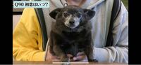 坂上忍さんのYouTubeに出ていた、坂上忍が飼ってるこの犬ちゃんは何の種類かわかりますか？ とても可愛くて気になっています