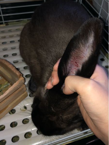 うさぎについてです 耳のところを見るとこんなことになってしまってい Yahoo 知恵袋