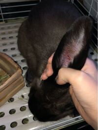 うさぎについてです 耳のところを見るとこんなことになってしまってい Yahoo 知恵袋