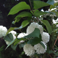 これは何の花ですか 低木です あじさいみたいな葉っぱです まん丸に花が咲いて Yahoo 知恵袋