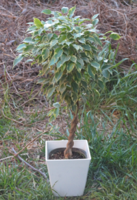 観葉植物のベンジャミンの鉢植えですが 今は幹の根元から４０センチく Yahoo 知恵袋