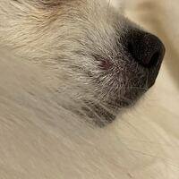 愛犬の鼻の横 口のところ に写真のようなものが出来ているのですが何 Yahoo 知恵袋
