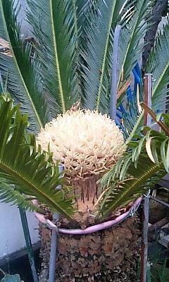 ソテツの脇芽をいただいたのですが、土に挿しておくと根がでるのでし