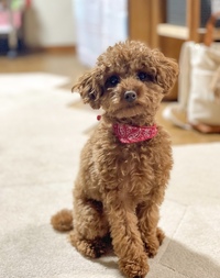 愛犬のトイプードルの成犬時の体重を予測してほしいです ５か月のトイプ Yahoo 知恵袋