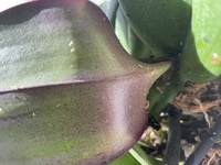 胡蝶蘭の葉っぱがシワシワなのはどうしてでしょうか 上部にあるコケはち Yahoo 知恵袋