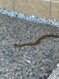 最近よくうちの庭に蛇がいます この蛇の名前わかりますか 小さ Yahoo 知恵袋