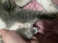 初めまして 飼い猫が出産しました 生後16日目なんですが 性別が判らずです泣 Yahoo 知恵袋