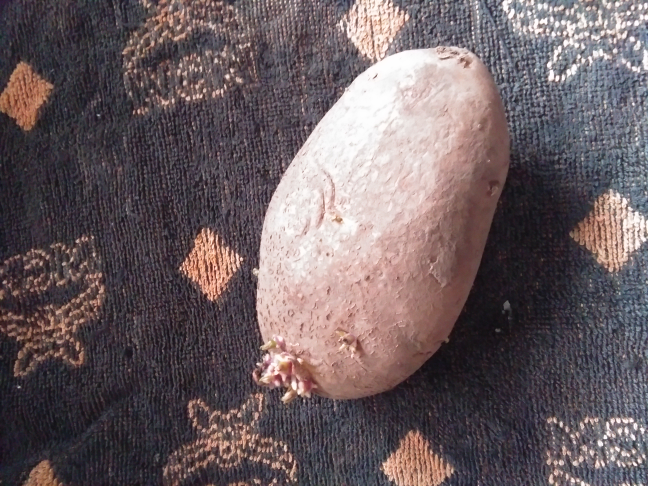 じゃがいもはこんなに芽が出てても食べて大丈夫なんでしょうか？