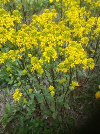 食用の菜の花って多年草 毎年収穫できる 一部では多年草との記述も Yahoo 知恵袋