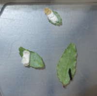 プランターの山椒でアゲハの幼虫を育てていたのですが、昨日までは居た幼虫が体液を吸い取られ(ショック!! )、近くの葉に白い物が付いていました。

これは何の虫でしょうか?

ここのところ山椒の葉の裏で、この白い物を何度か見つけては取っていたのですが、虫なのか虫の抜け殻なのか解りません。

ご存知の方いらっしゃいますか?