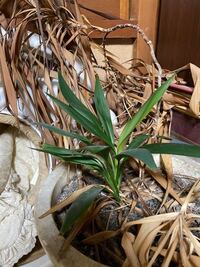 これは何という観葉植物かわかりますか 猫が少し齧ってしまったので危険なものか Yahoo 知恵袋