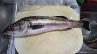 ヒラスズキって旨いですか マルとの違いは 同じ磯でヒラとマルを釣 Yahoo 知恵袋