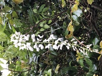 これは藤のように見えるのですが 白い花は初めて見ました 違う花なの Yahoo 知恵袋