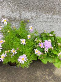 近所のお花屋さんで購入しました ポットには札がなく 名前を覚えていませ Yahoo 知恵袋