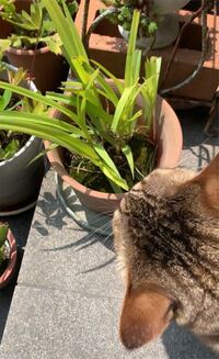 これは何という草ですか 猫が食べるので怖いです ヤブカンゾウとかカンゾウ Yahoo 知恵袋