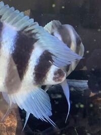 魚の再生能力について この魚の尾鰭は治りますか 1年前からなく今もないで Yahoo 知恵袋