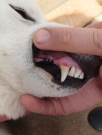 犬の歯石 歯周病について教えて下さい 柴犬一歳になったばかりです 歯磨 Yahoo 知恵袋
