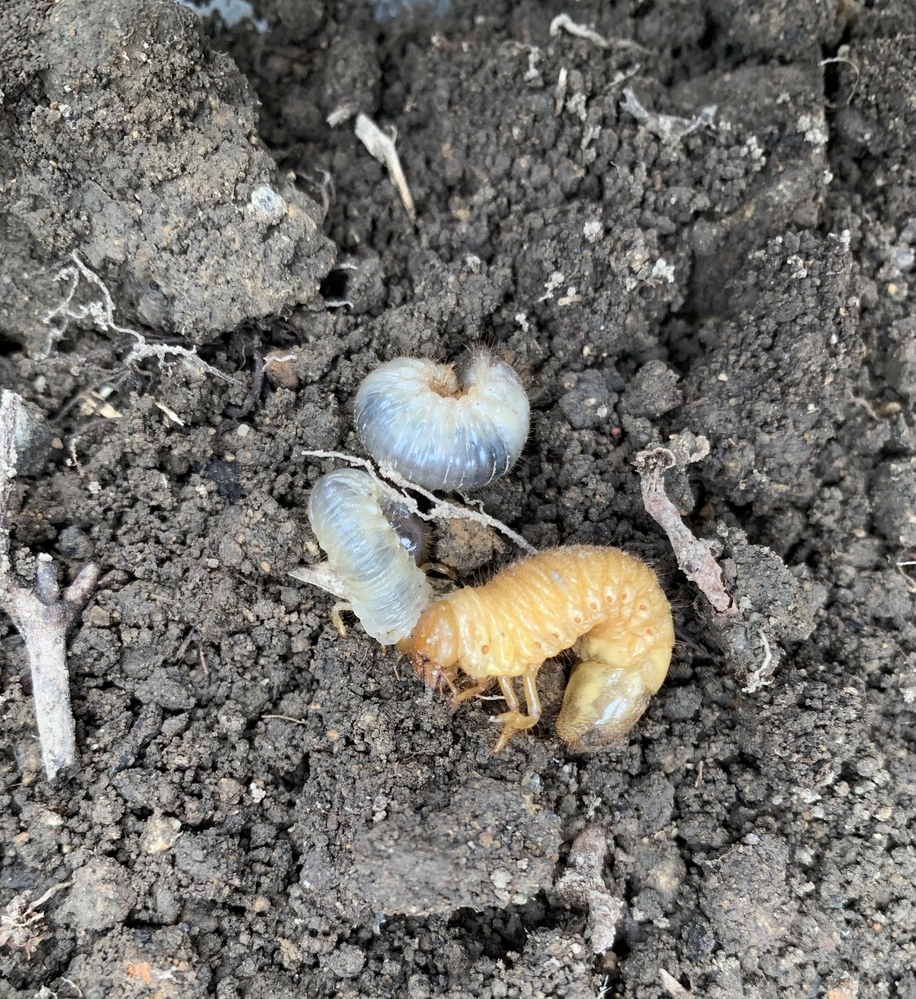 昆虫 解決済みの質問 Yahoo 知恵袋