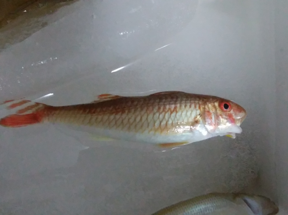 先日レンタルボートでキス釣りに行った時に釣れた魚ですが何と言う魚で Yahoo 知恵袋