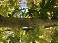 庭の紅葉に変な虫が大量に湧いてます これどうしたら良いでしょうか アブ Yahoo 知恵袋