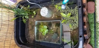 水換えを必要としない飼育法について メダカ飼育の本に記載されてました Yahoo 知恵袋