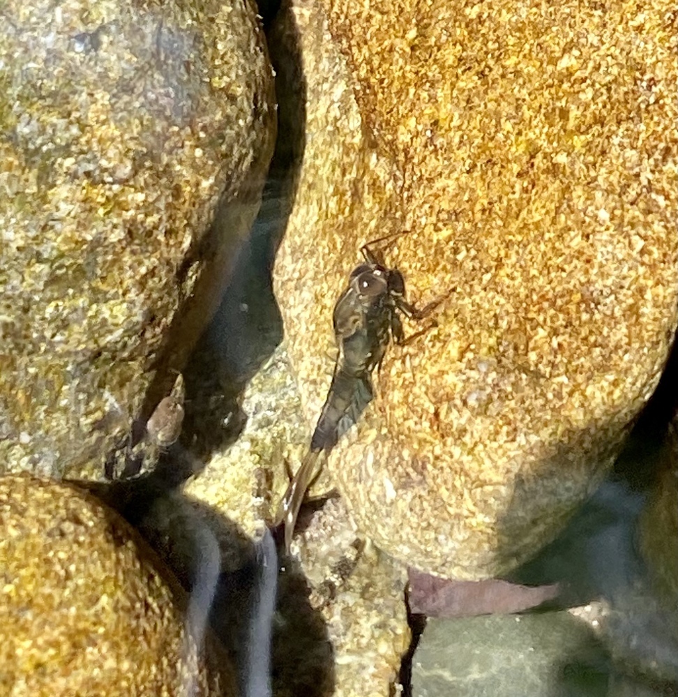 磯釣りの餌について オキアミを自分で加工みたいな話をよく聞き Yahoo 知恵袋